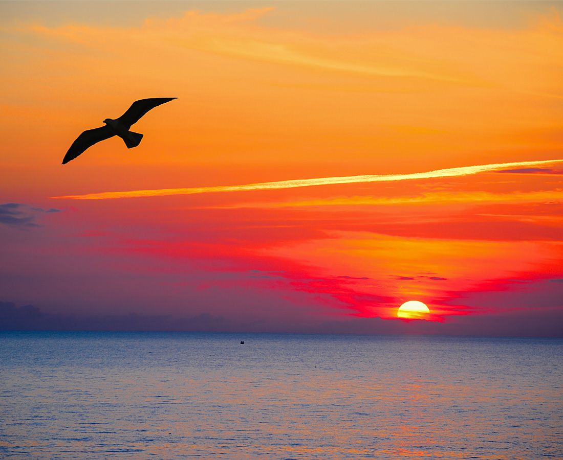 Möwe fliegt durch den Sonnenuntergang auf dem idyllischen Strand Longa von Isola Rossa